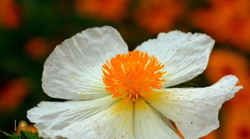 Nature: Spring in Mason County, Texas