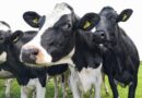 Using Dairy Automation for Higher Profits on a Dairy Farm