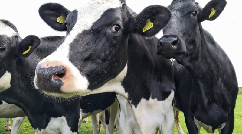 Using Dairy Automation for Higher Profits on a Dairy Farm